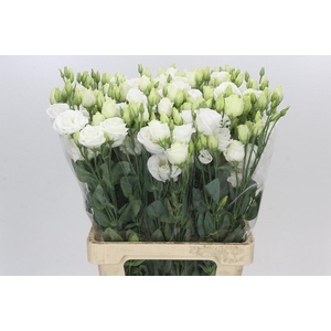 Eustoma Du Rosita White
