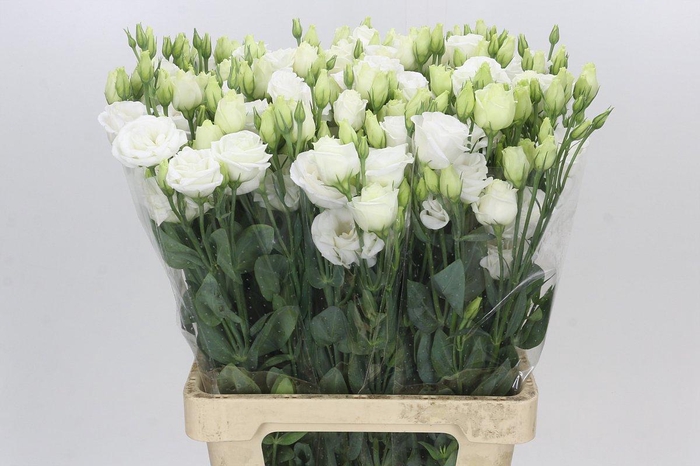 <h4>Eustoma Du Rosita White</h4>