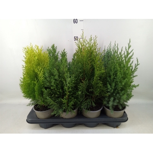 Conifers   ...mix