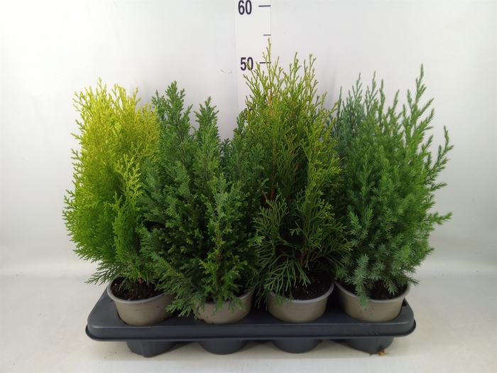 <h4>Conifers   ...mix</h4>