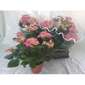 HYDR M EARLY ROSA