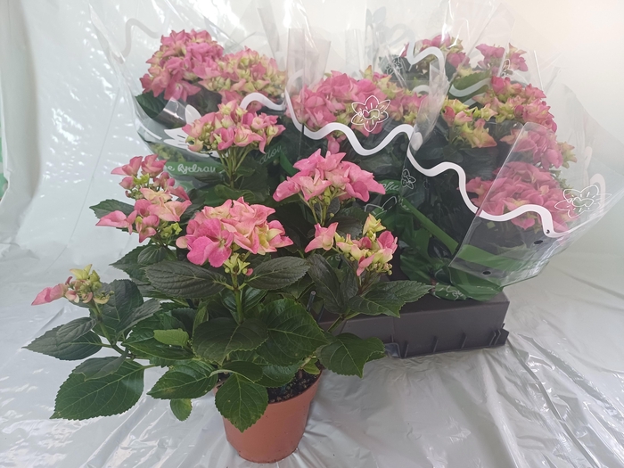 <h4>HYDR M EARLY ROSA</h4>