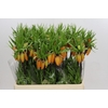 Fritillaria Imperialis Garland Star