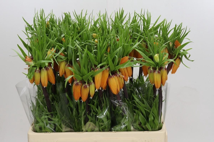 <h4>Fritillaria Imperialis Garland Star</h4>