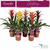 Guzmania variés