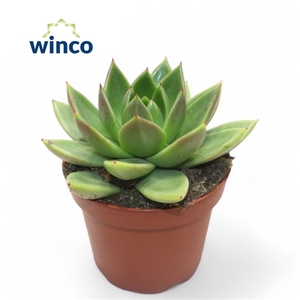 Echeveria Miranda