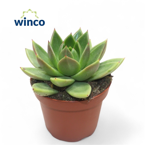 <h4>Echeveria Miranda</h4>