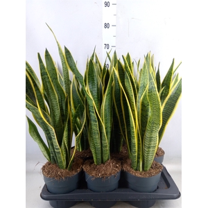 Sansevieria trifa. 'Laurentii'