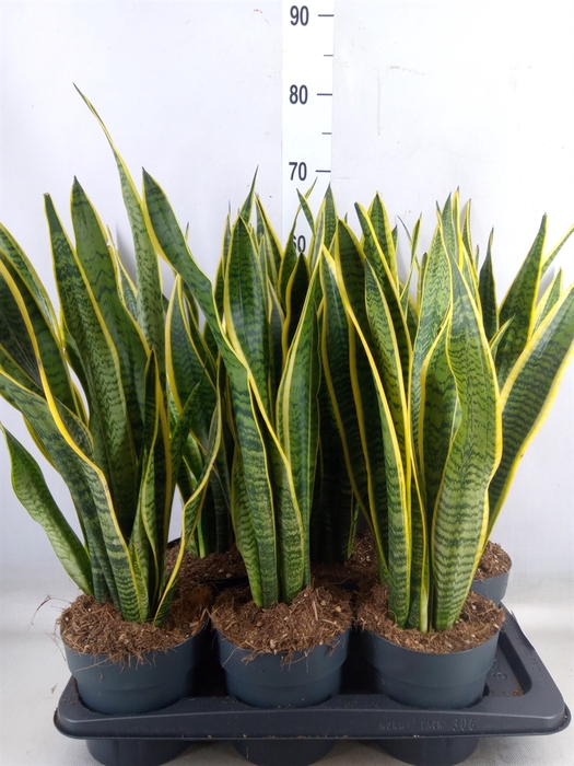 <h4>Sansevieria trifa. 'Laurentii'</h4>