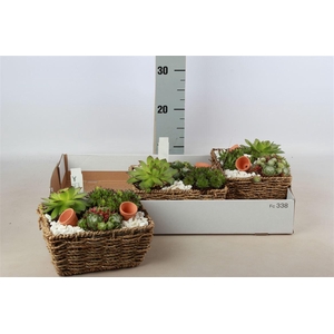 Arrangementen Sempervivum 6%