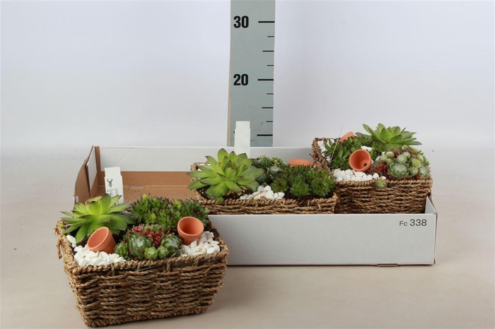 <h4>Arrangementen Sempervivum 6%</h4>
