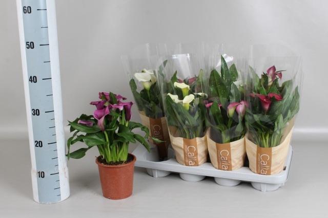 <h4>ZANT GEM 6 KL</h4>