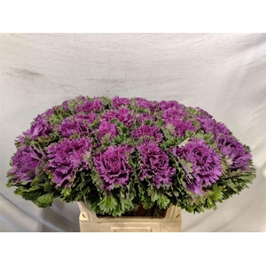 Brassica Altair