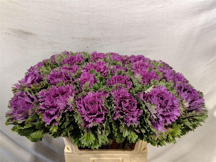 <h4>Brassica Altair</h4>
