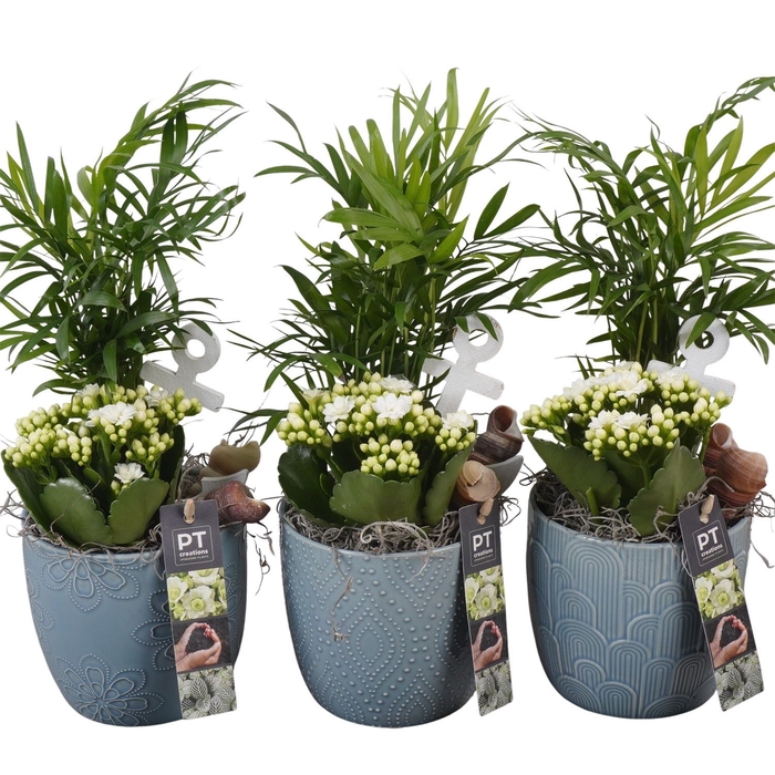 <h4>Arr.   Planten L%</h4>