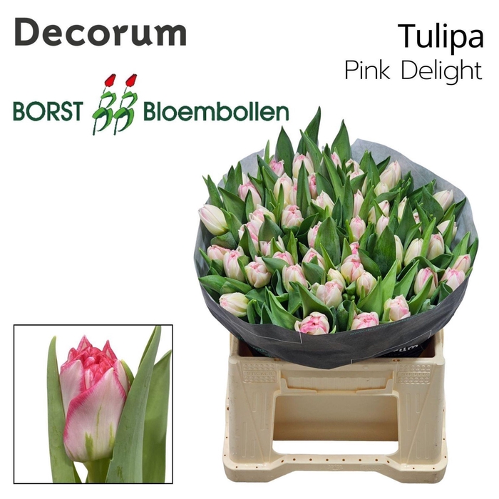 <h4>TULIPA DU 'PINK DELIGHT'</h4>