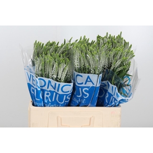 Veronica Caya Wit Spray