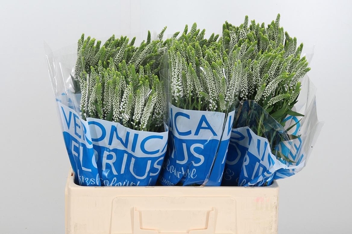 <h4>Veronica Caya Wit Spray</h4>