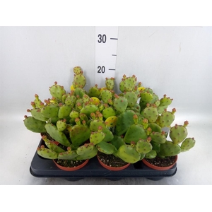 Opuntia humifusa
