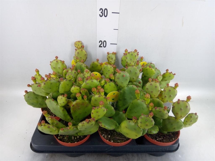 <h4>Opuntia humifusa</h4>