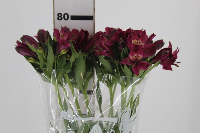 <h4>ALSTROEMERIA NAPOLI 080 CM</h4>