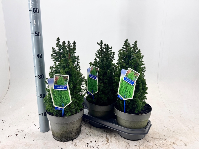 <h4>CHAM TH TOP POINT</h4>