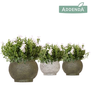 Campanula Addenda Ambella white in Ancient pot green mix