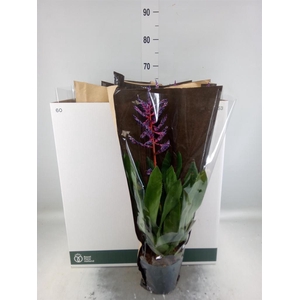 Aechmea  'Blue Rain'