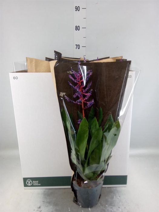 <h4>Aechmea  'Blue Rain'</h4>