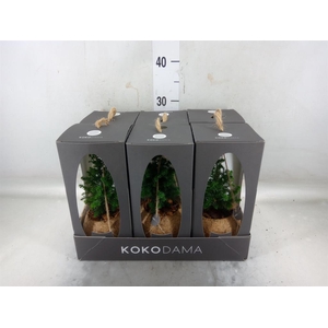 Chamaecyparis thyo. 'Top Point'