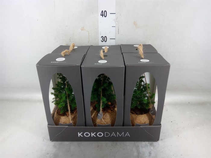 <h4>Chamaecyparis thyo. 'Top Point'</h4>