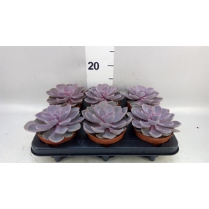 Echeveria  'Purple Pearl'