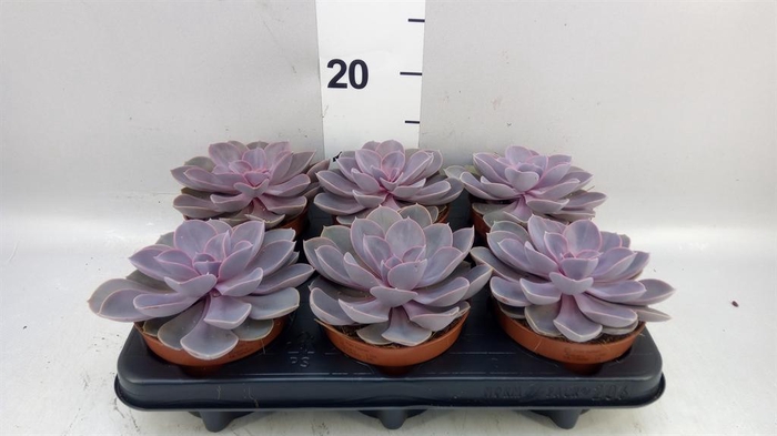 <h4>Echeveria  'Purple Pearl'</h4>