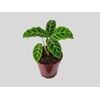 CALATHEA ZEBRINA P12
