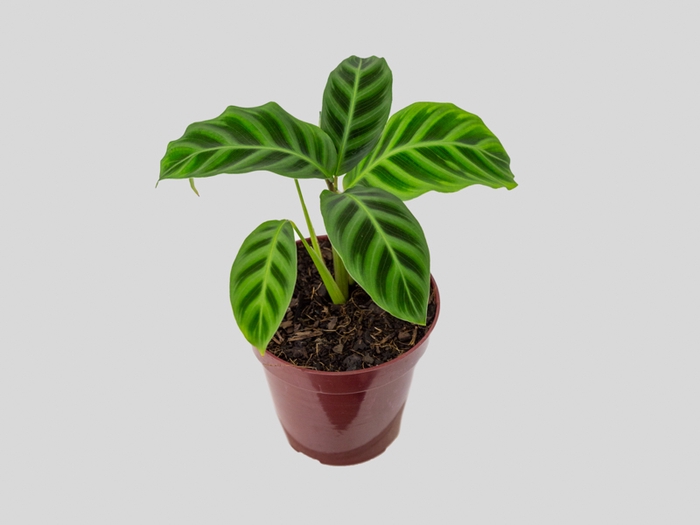CALATHEA ZEBRINA P12