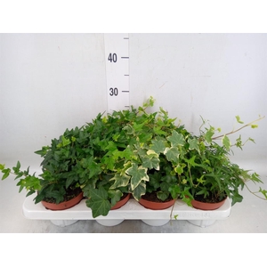 Hedera helix   ...mix 3