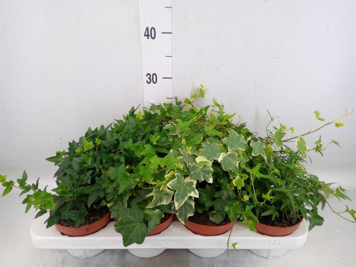 <h4>Hedera helix ...mix 3</h4>