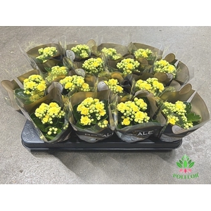 Kalanchoe Rosalie Amarillo 7Ø 15cm