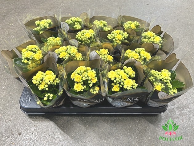 Kalanchoe Rosalie Amarillo 7Ø 15cm