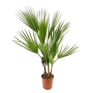 Washingtonia robusta