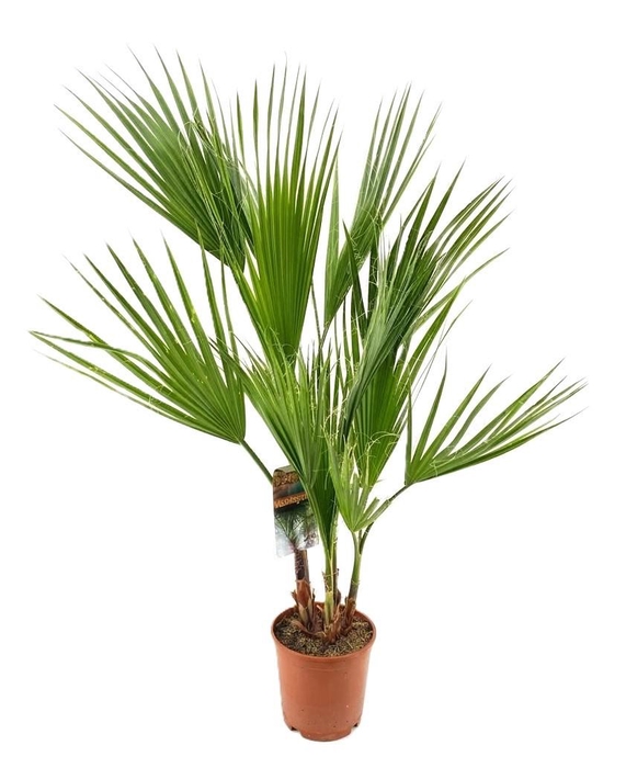 <h4>Washingtonia robusta</h4>