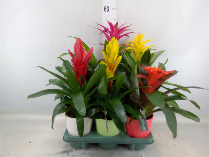 <h4>Bromelia   ...mix</h4>