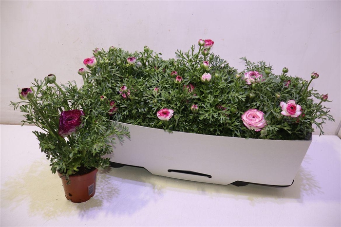 <h4>Ranun Sprink Vio Bic</h4>