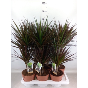 Dracaena marg. 'Magenta'