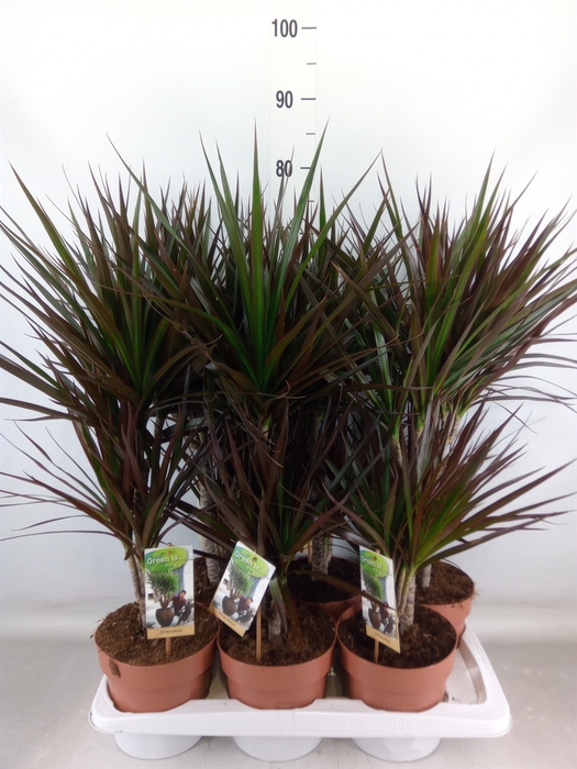 <h4>Dracaena marg. 'Magenta'</h4>