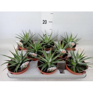 Haworthia fasciata 'Big Band'