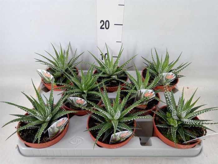 <h4>Haworthia fasciata 'Big Band'</h4>