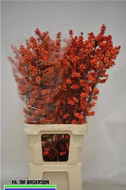 <h4>Ilex verticillata la range</h4>