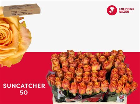 <h4>R Gr Suncatcher 50</h4>