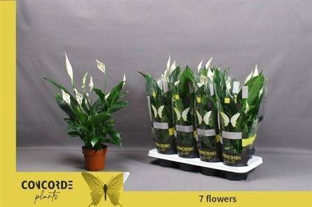 <h4>Spath Pico Cupido</h4>